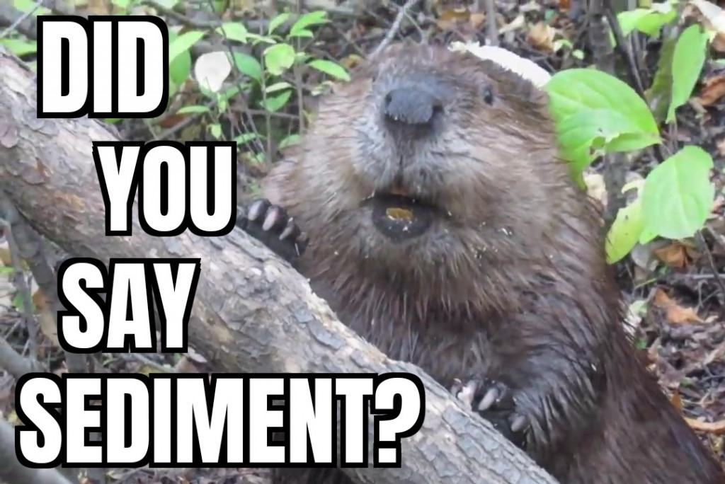 beaver did you say sediment.jpg