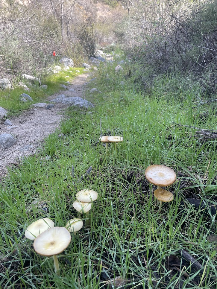 Obligatory mushrooms