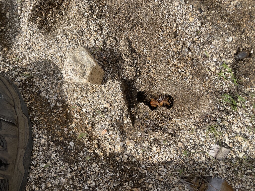 This catepillar was hiding under a rock. What is it?